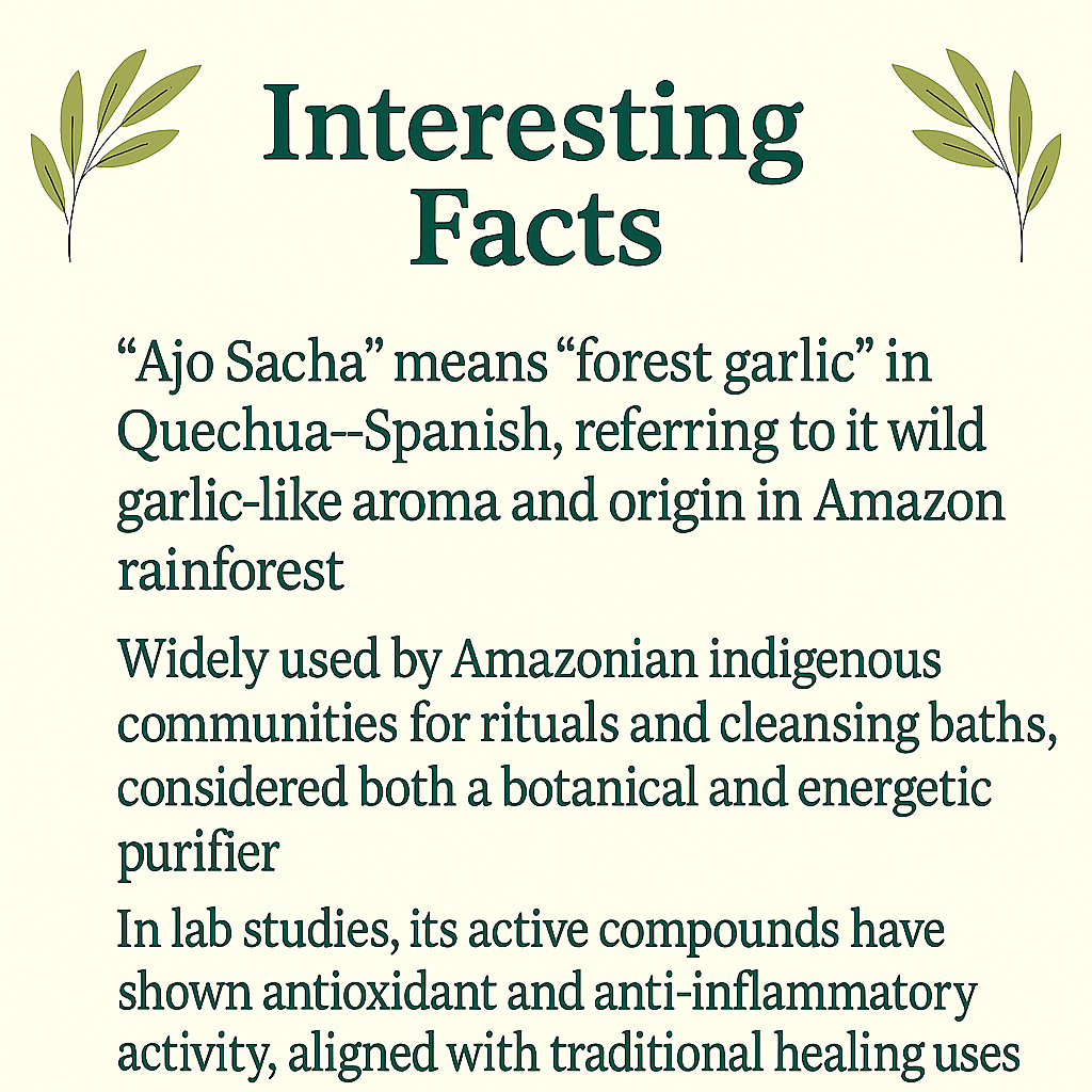 Organic Ajo Sacha Capsules – Wild Amazon Garlic Vine, Vegan · Non‑GMO Natural Botanical Support