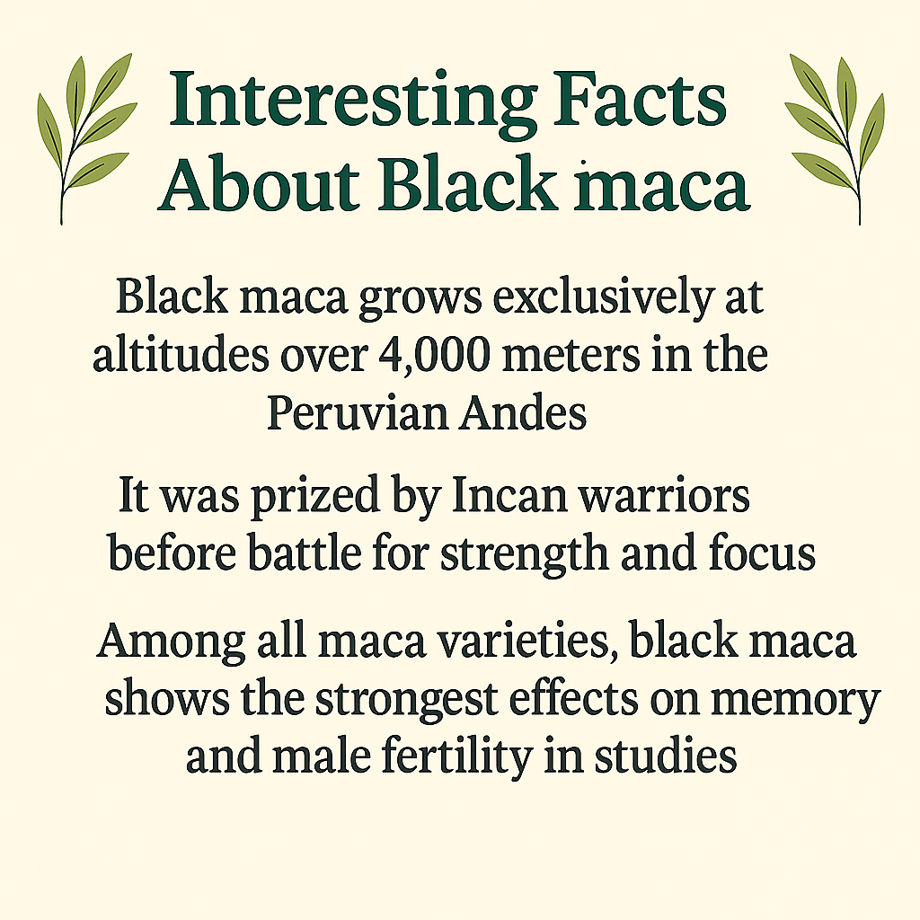 Black Maca Powder, Gelatinized Peruvian Superfood, Vegan, Non-GMO, Natural Energy and Hormone Support