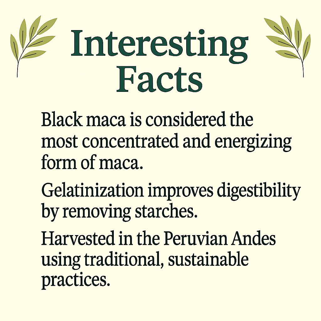 Gelatinized Black Maca Capsules | Natural Energy, Focus & Vitality | Lepidium Peruvianum | Vegan, Non-GMO, Plant-Based