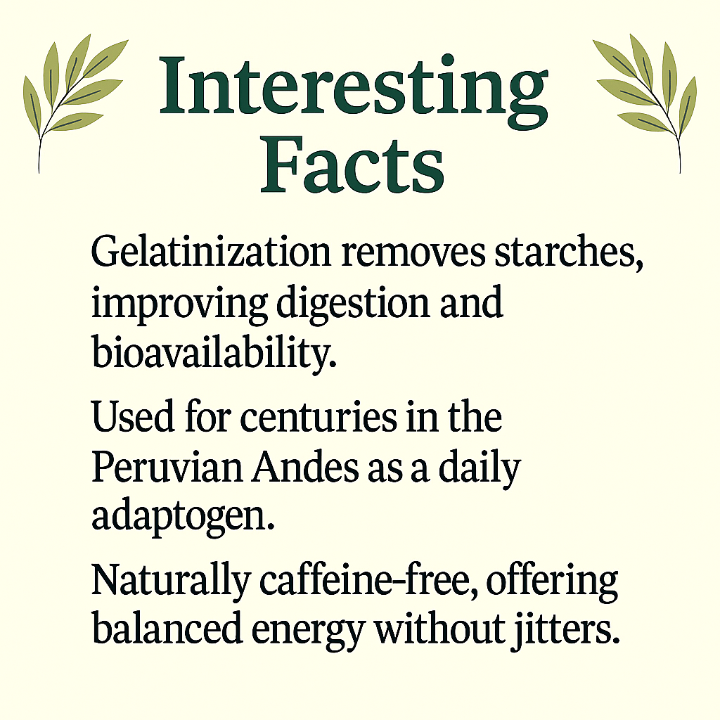 Gelatinized Maca Capsules | Lepidium Peruvianum | Easy to Digest, Energizing, Vegan, Non-GMO, Natural Adaptogen