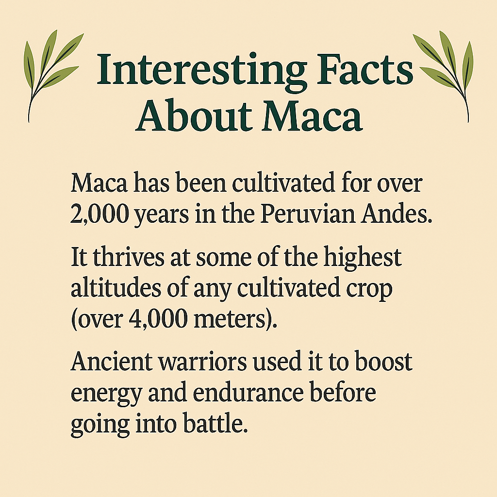 Pure Maca Powder, Peruvian Superfood, Natural Energy and Hormone Support, Vegan, Non-GMO, Plant-Based Adaptogen