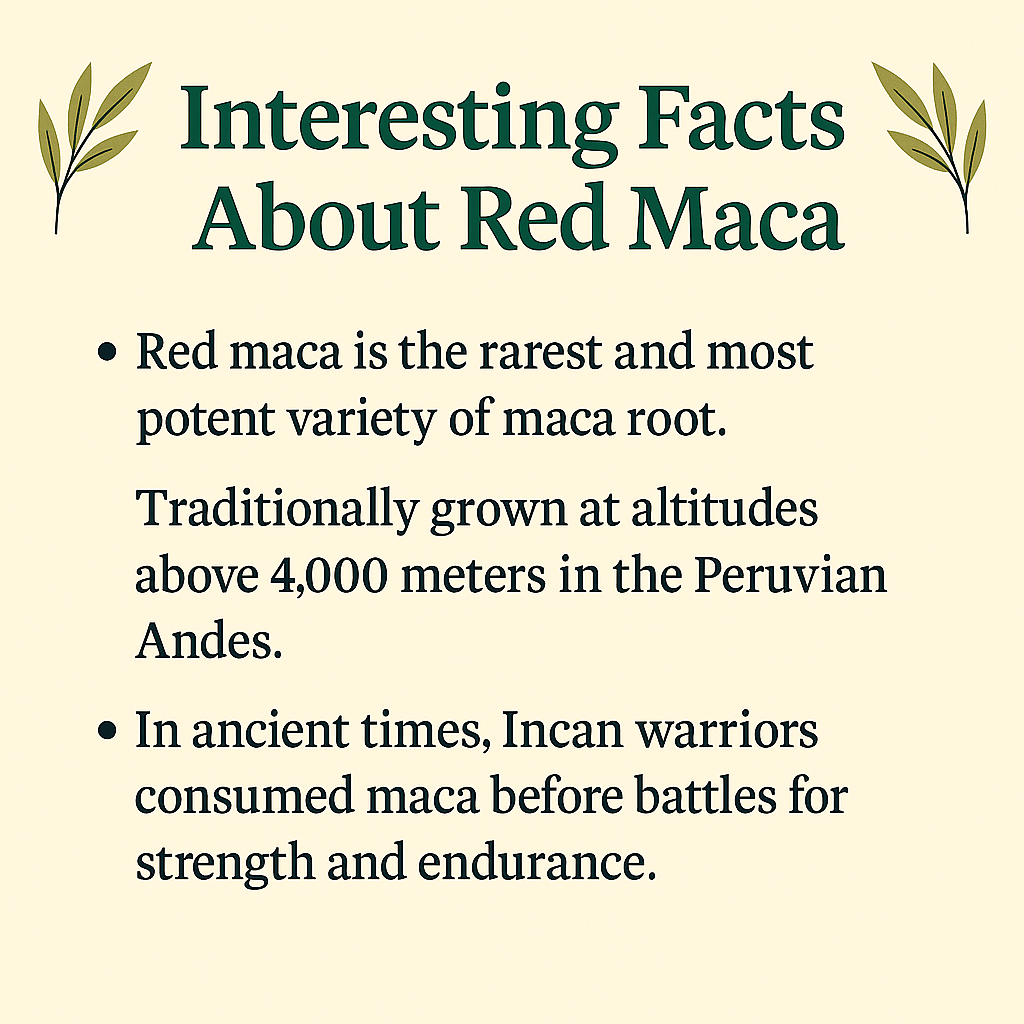Red Maca Powder, Gelatinized, Peruvian Superfood, Vegan, Non-GMO, Natural Hormone and Bone Support