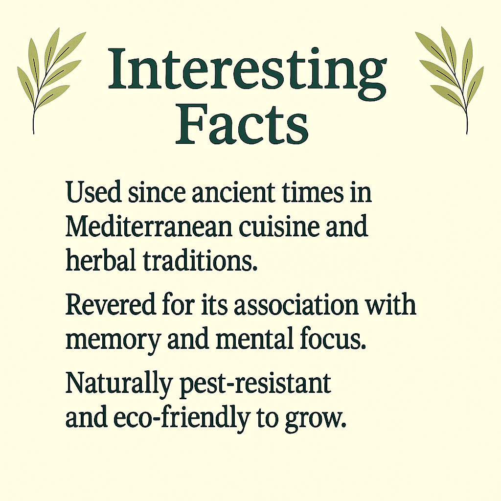Rosemary Powder, Natural Culinary and Herbal Ingredient, Vegan, Non-GMO, Dried Herb, Aromatic Seasoning and Tea Blend
