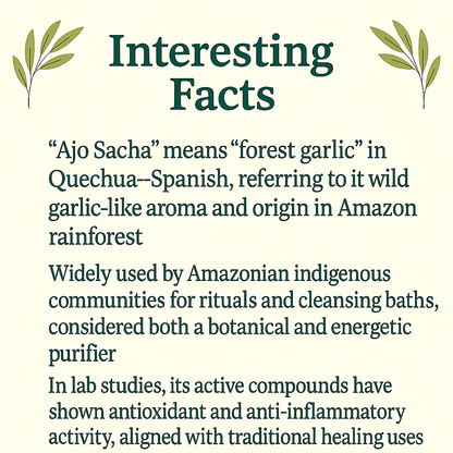 Organic Ajo Sacha Capsules – Wild Amazon Garlic Vine, Vegan · Non‑GMO Natural Botanical Support
