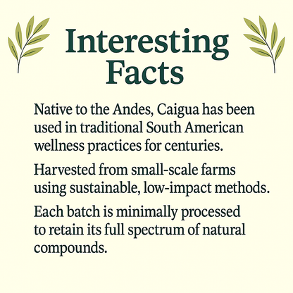 Caigua Capsules | Organic Natural Supplement | Vegan, Non-GMO, Gluten-Free | Supports Metabolism & Heart Health