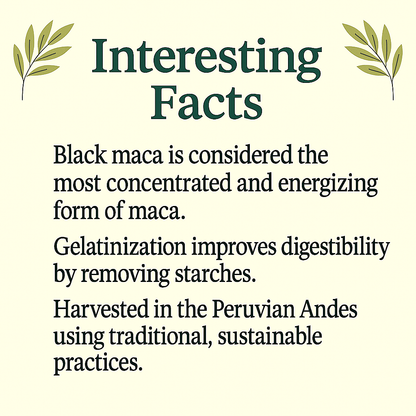 Gelatinized Black Maca Capsules | Natural Energy, Focus & Vitality | Lepidium Peruvianum | Vegan, Non-GMO, Plant-Based