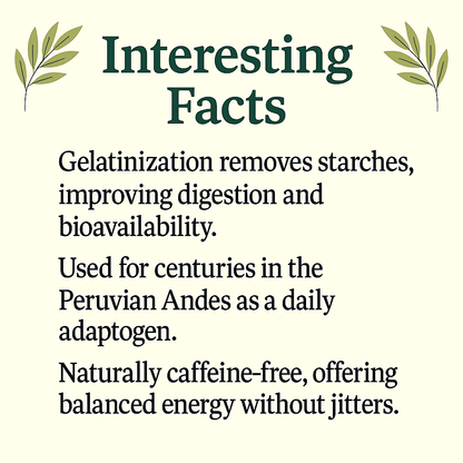 Gelatinized Maca Capsules | Lepidium Peruvianum | Easy to Digest, Energizing, Vegan, Non-GMO, Natural Adaptogen