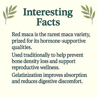 Gelatinized Red Maca Capsules | Hormonal & Bone Support | Lepidium Peruvianum | Vegan, Non-GMO, Natural Antioxidant