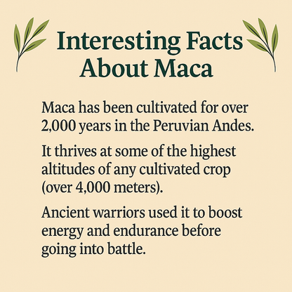 Pure Maca Powder, Peruvian Superfood, Natural Energy and Hormone Support, Vegan, Non-GMO, Plant-Based Adaptogen