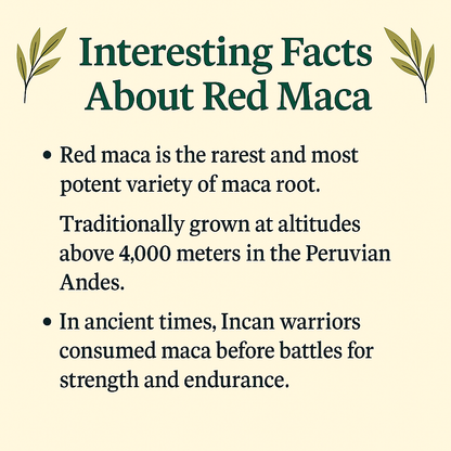 Red Maca Powder, Gelatinized, Peruvian Superfood, Vegan, Non-GMO, Natural Hormone and Bone Support