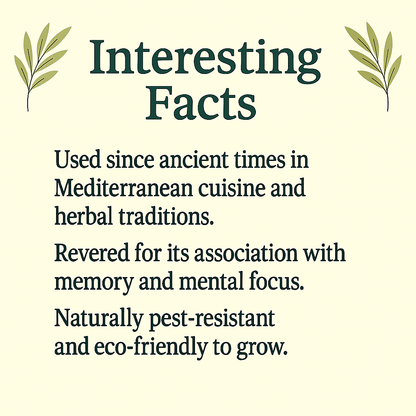 Rosemary Powder, Natural Culinary and Herbal Ingredient, Vegan, Non-GMO, Dried Herb, Aromatic Seasoning and Tea Blend