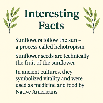 Sunflower Seeds, Raw and Natural, Vegan, Non-GMO, Gluten-Free, Plant-Based Snack and Baking Ingredient